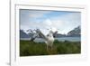 Wandering Albatross at Nesting Site on Albatross Island-Darrell Gulin-Framed Photographic Print