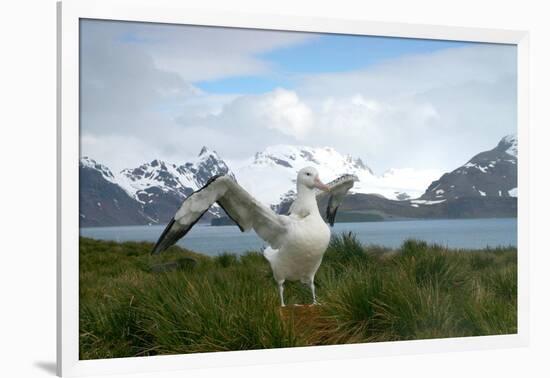 Wandering Albatross at Nesting Site on Albatross Island-Darrell Gulin-Framed Photographic Print