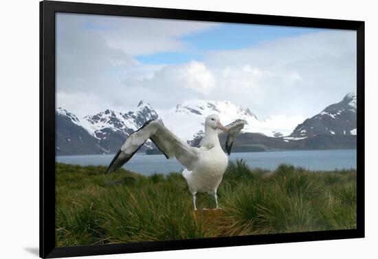 Wandering Albatross at Nesting Site on Albatross Island-Darrell Gulin-Framed Photographic Print