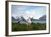 Wandering Albatross at Nesting Site on Albatross Island-Darrell Gulin-Framed Photographic Print