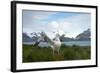 Wandering Albatross at Nesting Site on Albatross Island-Darrell Gulin-Framed Photographic Print