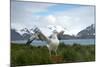 Wandering Albatross at Nesting Site on Albatross Island-Darrell Gulin-Mounted Photographic Print