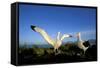 Wandering Albatross Courtship Display-null-Framed Stretched Canvas