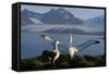 Wandering Albatross Courtship Display-null-Framed Stretched Canvas