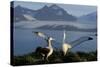 Wandering Albatross Courtship Display-null-Stretched Canvas