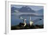 Wandering Albatross Courtship Display-null-Framed Photographic Print