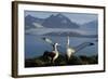 Wandering Albatross Courtship Display-null-Framed Photographic Print