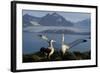 Wandering Albatross Courtship Display-null-Framed Photographic Print