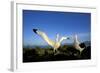 Wandering Albatross Courtship Display-null-Framed Photographic Print