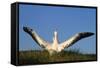 Wandering Albatross Courtship Wings Outstretched-null-Framed Stretched Canvas