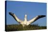 Wandering Albatross Courtship Wings Outstretched-null-Stretched Canvas