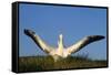Wandering Albatross Courtship Wings Outstretched-null-Framed Stretched Canvas