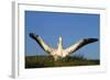 Wandering Albatross Courtship Wings Outstretched-null-Framed Photographic Print