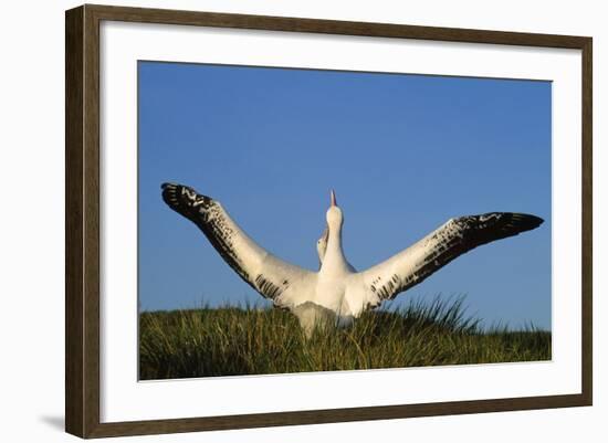 Wandering Albatross Courtship Wings Outstretched-null-Framed Photographic Print