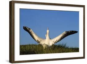 Wandering Albatross Courtship Wings Outstretched-null-Framed Photographic Print