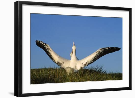 Wandering Albatross Courtship Wings Outstretched-null-Framed Photographic Print