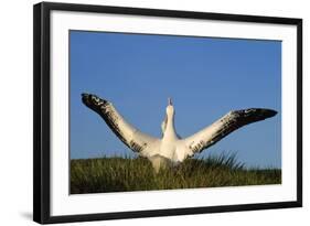 Wandering Albatross Courtship Wings Outstretched-null-Framed Photographic Print