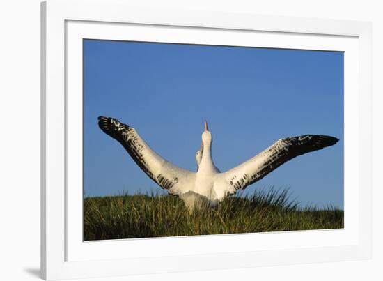 Wandering Albatross Courtship Wings Outstretched-null-Framed Photographic Print