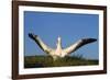 Wandering Albatross Courtship Wings Outstretched-null-Framed Photographic Print