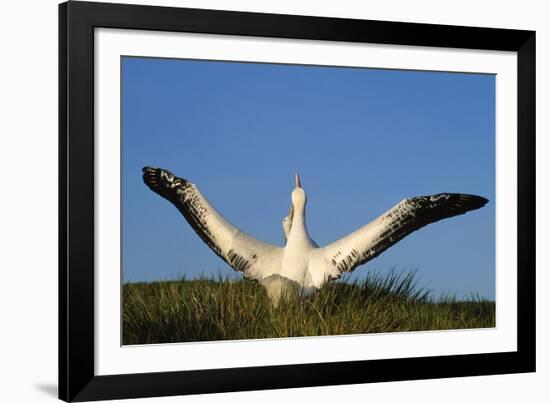 Wandering Albatross Courtship Wings Outstretched-null-Framed Photographic Print