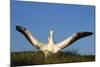 Wandering Albatross Courtship Wings Outstretched-null-Mounted Photographic Print
