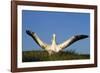 Wandering Albatross Courtship Wings Outstretched-null-Framed Photographic Print