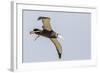 Wandering Albatross (Diomedea Exulans) Chick Test Flight in High Winds, Prion Island, South Georgia-Michael Nolan-Framed Photographic Print