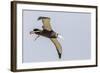 Wandering Albatross (Diomedea Exulans) Chick Test Flight in High Winds, Prion Island, South Georgia-Michael Nolan-Framed Photographic Print