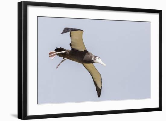 Wandering Albatross (Diomedea Exulans) Chick Test Flight in High Winds, Prion Island, South Georgia-Michael Nolan-Framed Photographic Print