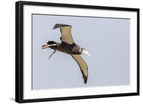 Wandering Albatross (Diomedea Exulans) Chick Test Flight in High Winds, Prion Island, South Georgia-Michael Nolan-Framed Photographic Print