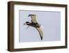 Wandering Albatross (Diomedea Exulans) Chick Test Flight in High Winds, Prion Island, South Georgia-Michael Nolan-Framed Photographic Print