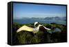 Wandering Albatross (Diomedea Exulans) Courtship Display-null-Framed Stretched Canvas