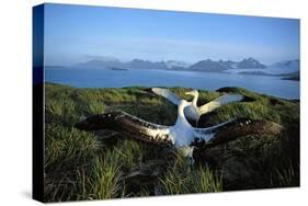 Wandering Albatross (Diomedea Exulans) Courtship Display-null-Stretched Canvas