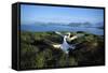 Wandering Albatross (Diomedea Exulans) Courtship Display-null-Framed Stretched Canvas