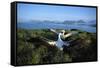 Wandering Albatross (Diomedea Exulans) Courtship Display-null-Framed Stretched Canvas