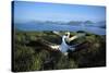 Wandering Albatross (Diomedea Exulans) Courtship Display-null-Stretched Canvas