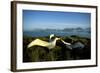 Wandering Albatross (Diomedea Exulans) Courtship Display-null-Framed Photographic Print