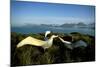 Wandering Albatross (Diomedea Exulans) Courtship Display-null-Mounted Photographic Print