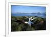 Wandering Albatross (Diomedea Exulans) Courtship Display-null-Framed Photographic Print