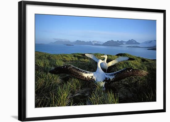 Wandering Albatross (Diomedea Exulans) Courtship Display-null-Framed Photographic Print