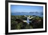 Wandering Albatross (Diomedea Exulans) Courtship Display-null-Framed Photographic Print