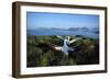Wandering Albatross (Diomedea Exulans) Courtship Display-null-Framed Photographic Print