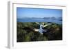 Wandering Albatross (Diomedea Exulans) Courtship Display-null-Framed Photographic Print