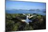 Wandering Albatross (Diomedea Exulans) Courtship Display-null-Mounted Photographic Print