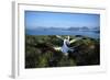 Wandering Albatross (Diomedea Exulans) Courtship Display-null-Framed Photographic Print