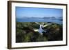 Wandering Albatross (Diomedea Exulans) Courtship Display-null-Framed Photographic Print