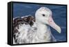 Wandering Albatross, Diomedea Exulans, in Calm Seas Off Kaikoura, South Island, New Zealand-Michael Nolan-Framed Stretched Canvas