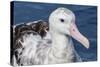 Wandering Albatross, Diomedea Exulans, in Calm Seas Off Kaikoura, South Island, New Zealand-Michael Nolan-Stretched Canvas