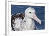 Wandering Albatross, Diomedea Exulans, in Calm Seas Off Kaikoura, South Island, New Zealand-Michael Nolan-Framed Photographic Print