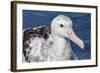 Wandering Albatross, Diomedea Exulans, in Calm Seas Off Kaikoura, South Island, New Zealand-Michael Nolan-Framed Photographic Print